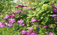 Клематисы – многолетние садовые цветы